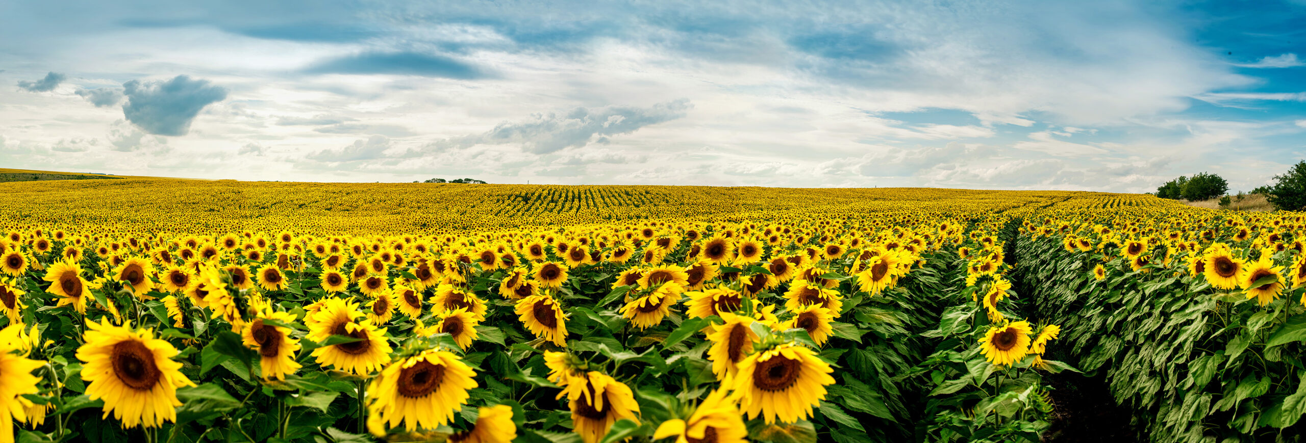 Biofuel Bentall Rowlands